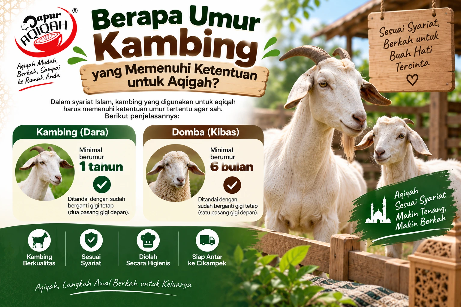 berapa-umur-kambing-yang-memenuhi-ketentuan-untuk-aqiqah